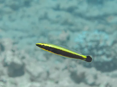 Ringed Slender Wrasse - Juvenile - Hologymnosus annulatus