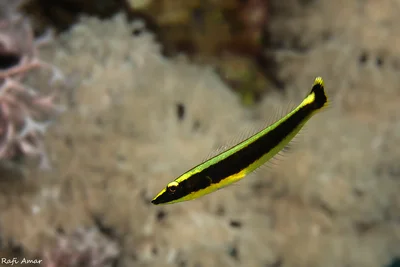 Ringed Slender Wrasse - juvenile - Hologymnosus annulatus
