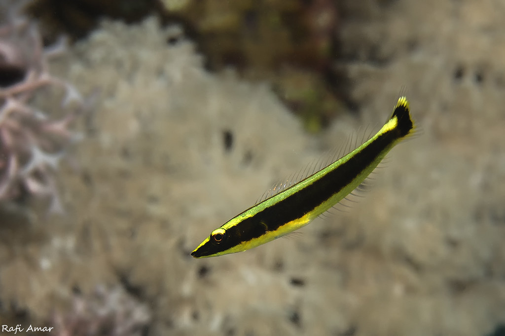 Ringed Slender Wrasse - juvenile - Hologymnosus annulatus