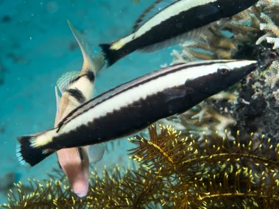 Ring wrasse juvenile (Hologymnosus annulatus)