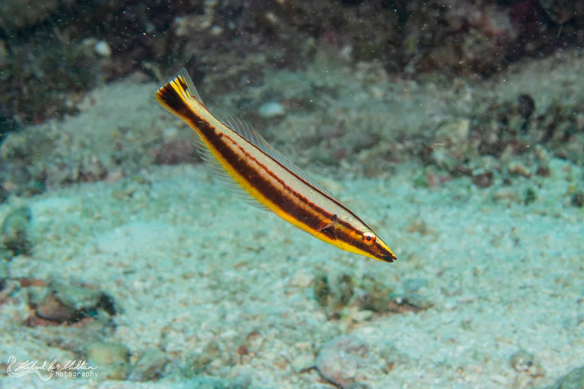 Hologymnosus annulatus (Ringed Slender Wrasse)