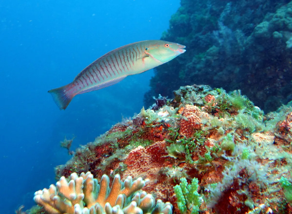 Hologymnosus annulatus - Ring wrasse