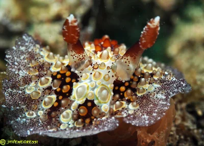 Carminodoris estrelyado