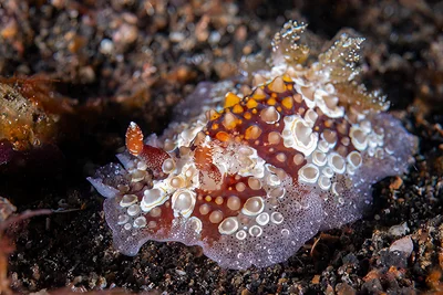 Carminodoris estrelyado