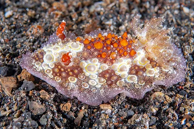 Carminodoris estrelyado