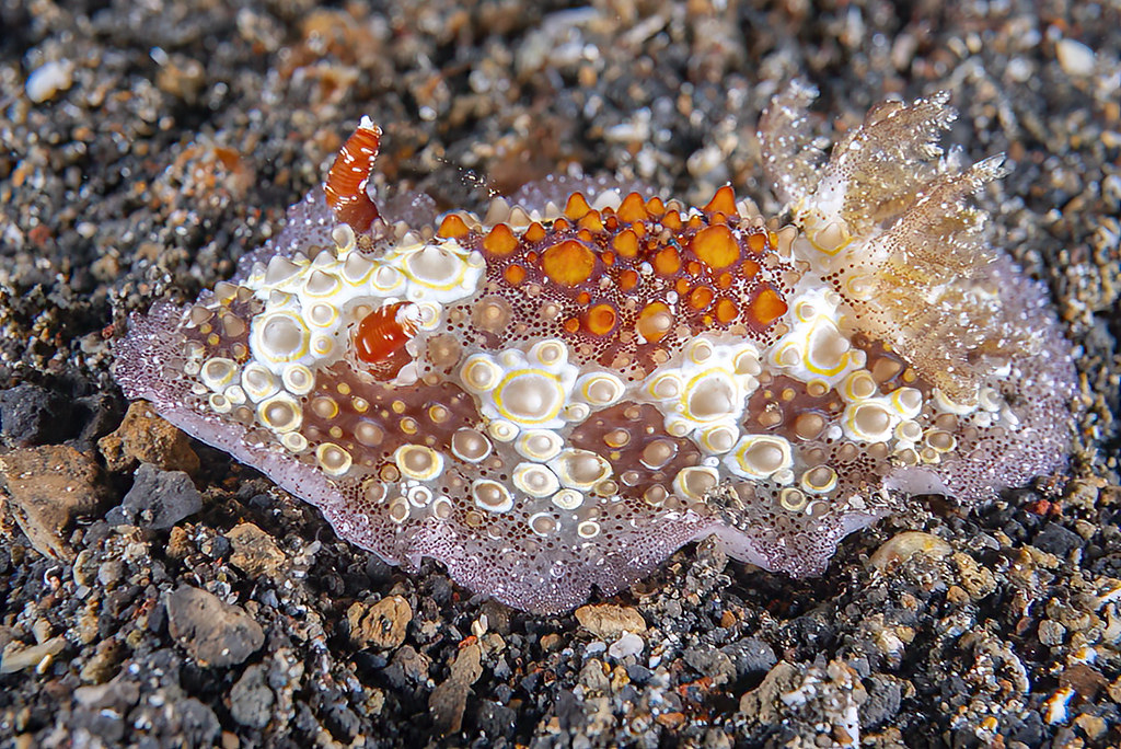 Carminodoris estrelyado