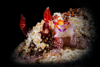 Carminodoris estrelyado & Emperor shrimp