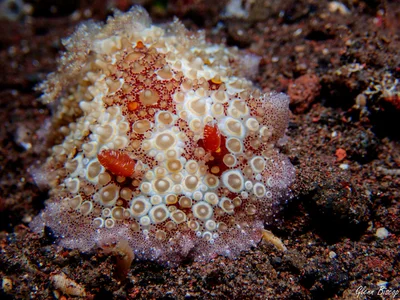 Carminodoris estrelyado