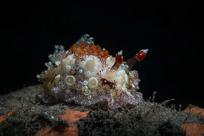 Carminodoris estrelyado