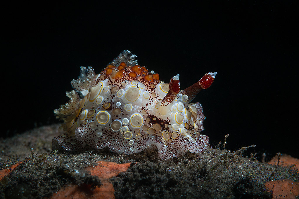 Carminodoris estrelyado
