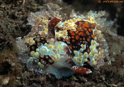 Carminodoris estrelyado