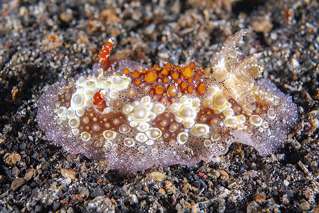 Carminodoris estrelyado
