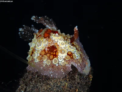 Carminodoris estrelyado (Gosliner & Behrens, 1998)