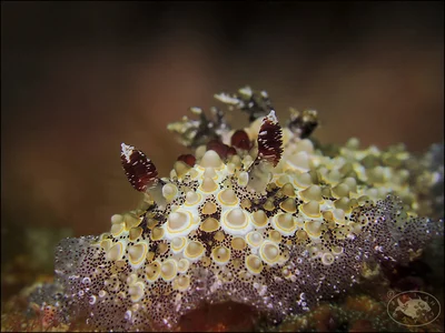 Nudibranch (Carminodoris estrelyado)