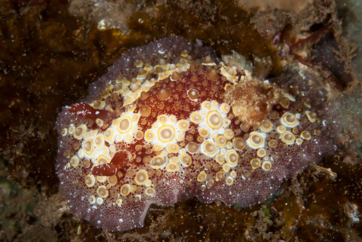 Carminodoris estrelyado 02