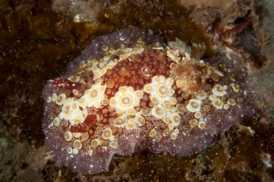Carminodoris estrelyado 02