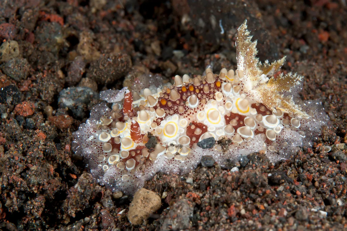 Carminodoris estrelyado 06