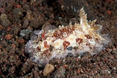 Carminodoris estrelyado 06