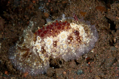 Carminodoris estrelyado 05