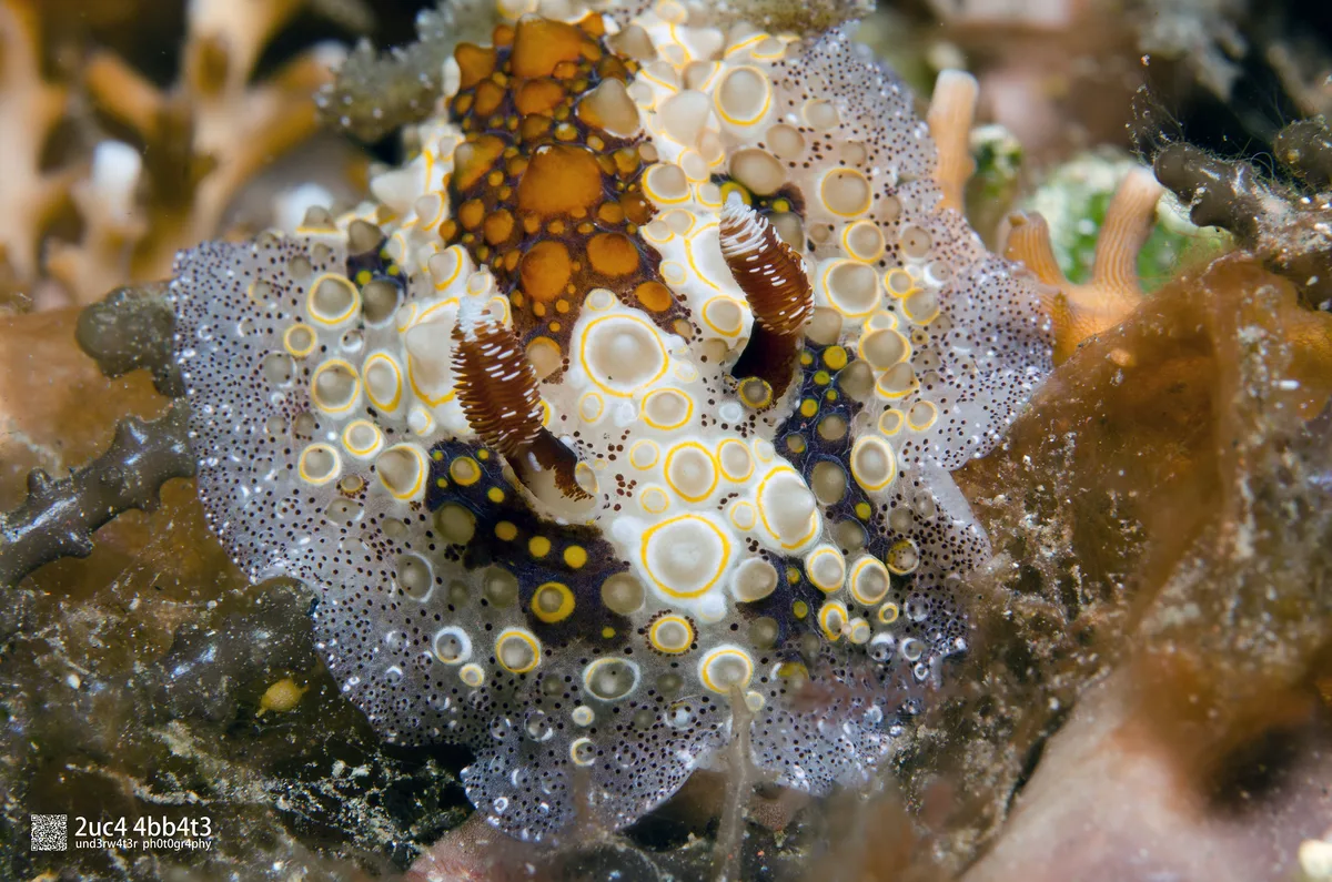 Starry carminodoris