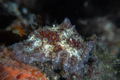 Starry Carminodoris / Carminodoris estrelyado