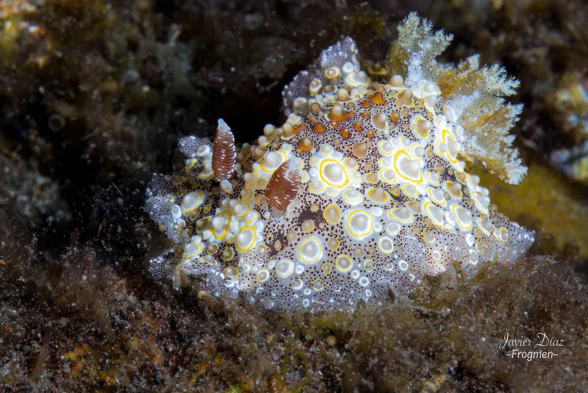 Carminodoris estrelyado. Tulamben. Bali.