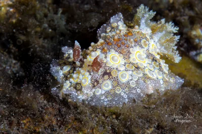 Carminodoris estrelyado. Tulamben. Bali.