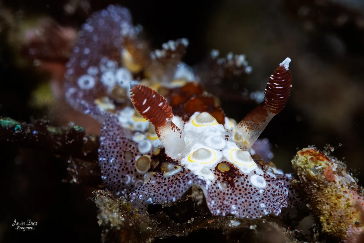 Carminodoris estrelyado. Tulamben. Bali.
