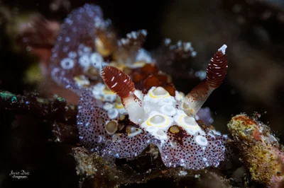Carminodoris estrelyado. Tulamben. Bali.