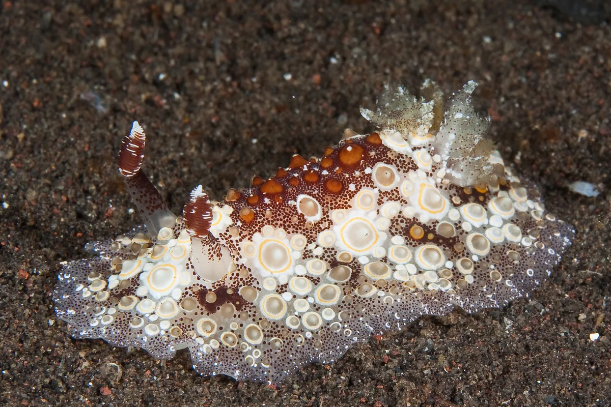 Carminodoris estrelyado 05 - Nudi Pixel