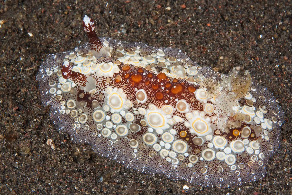 Carminodoris estrelyado 06 - Nudi Pixel
