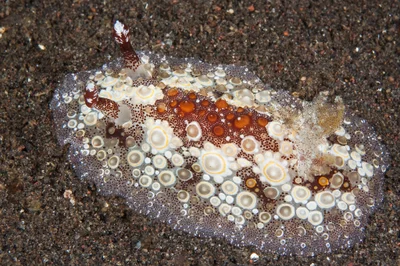 Carminodoris estrelyado 06 - Nudi Pixel