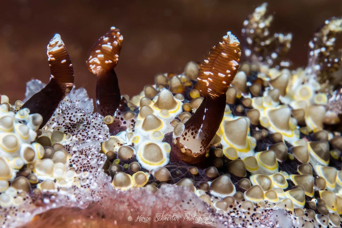 Nudibranch