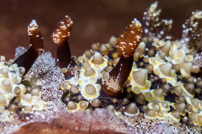 Nudibranch