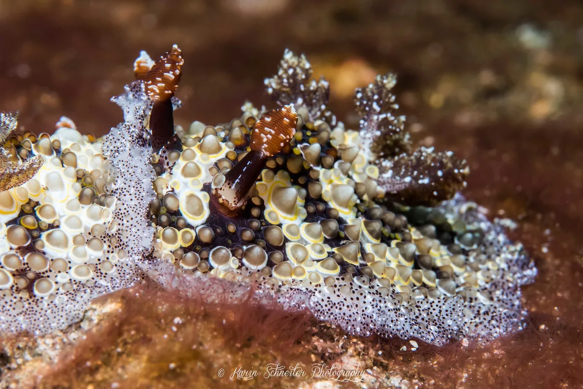 Nudibranch