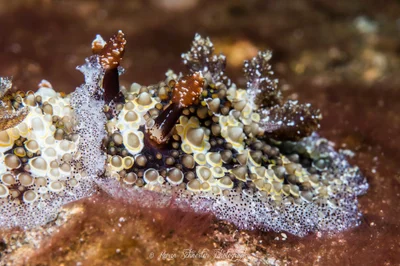 Nudibranch