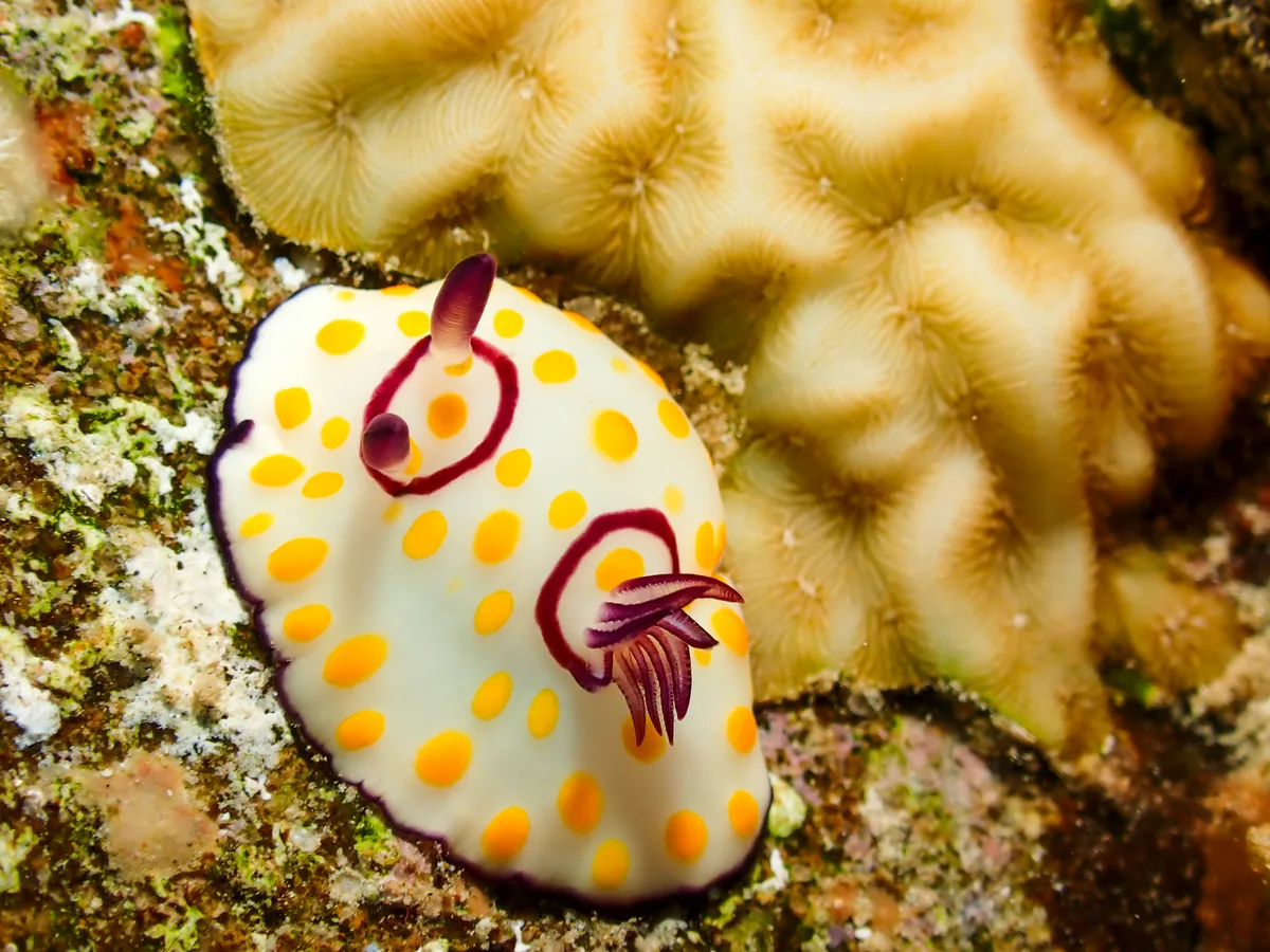 Ringed Chromodoris