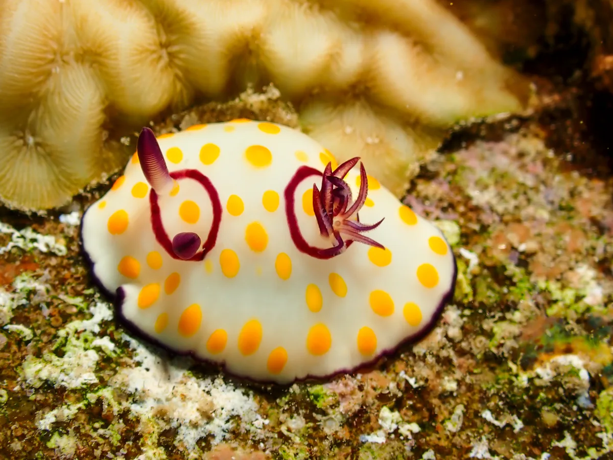 Ringed Chromodoris