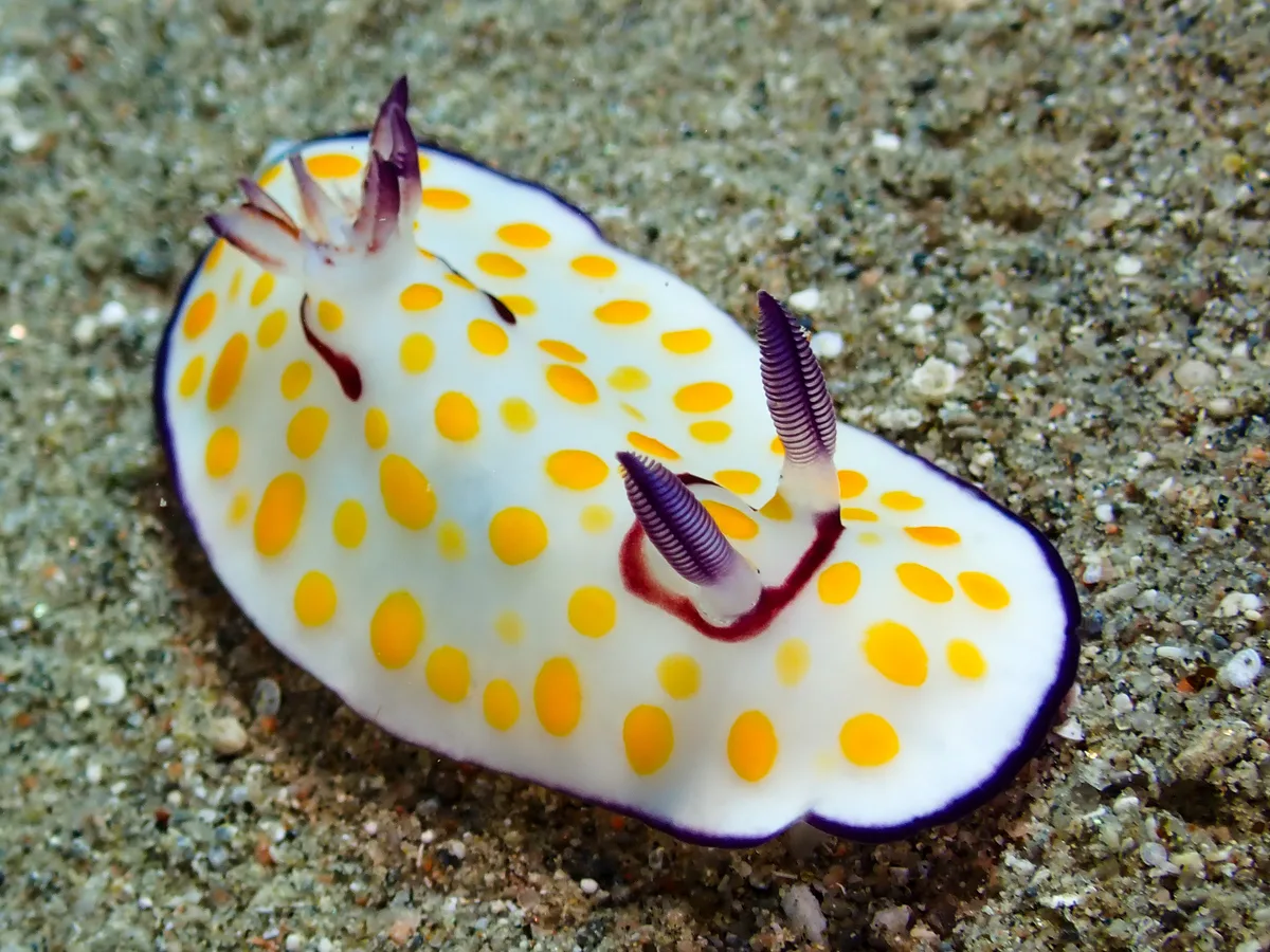 Ringed Chromodoris