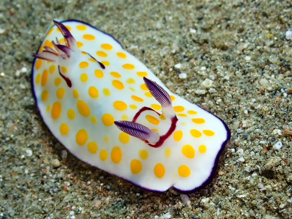 Ringed Chromodoris