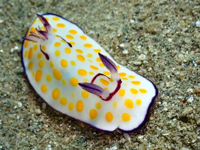 Ringed Chromodoris