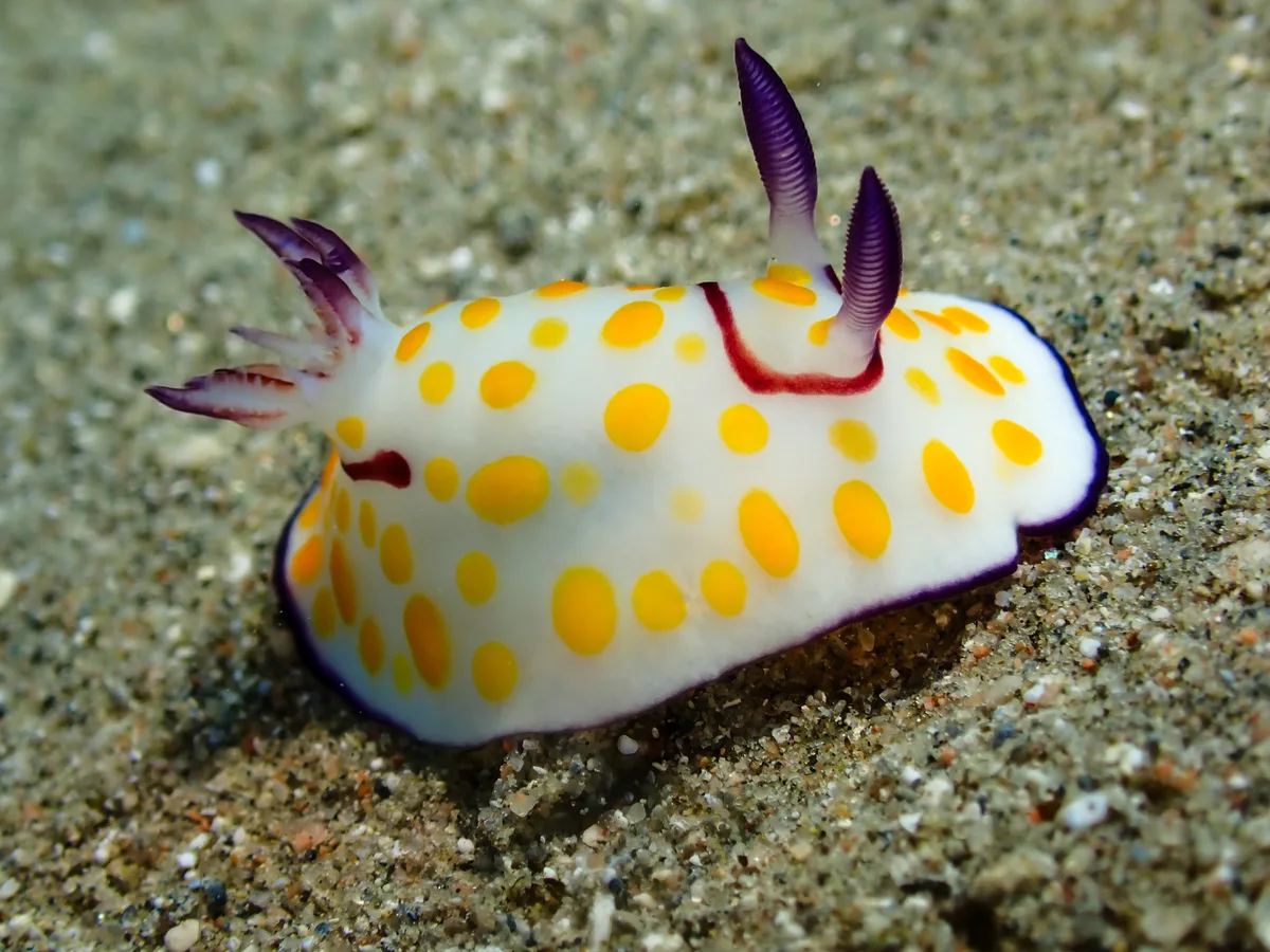 Ringed Chromodoris