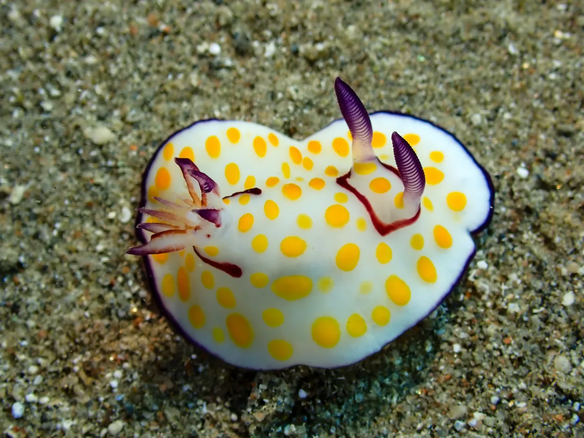 Ringed Chromodoris