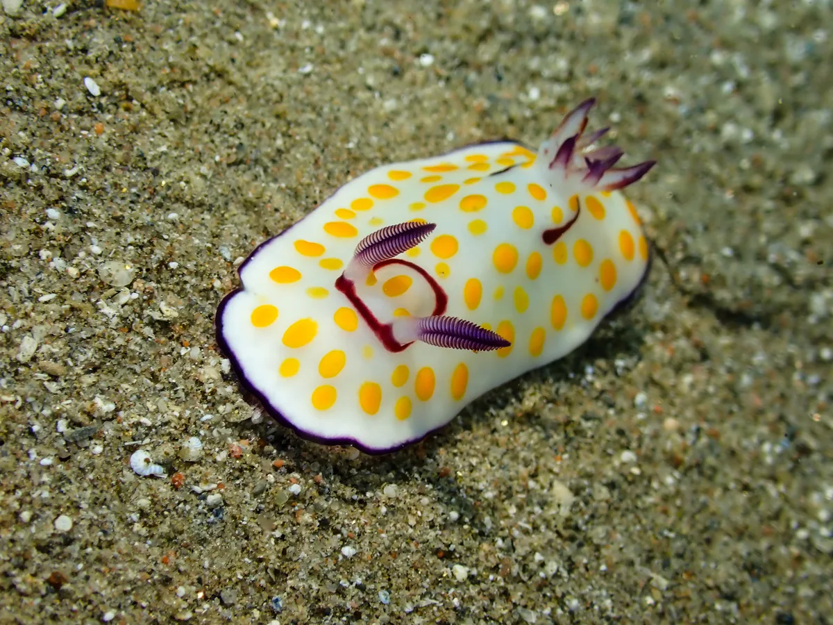 Ringed Chromodoris
