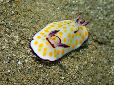 Ringed Chromodoris