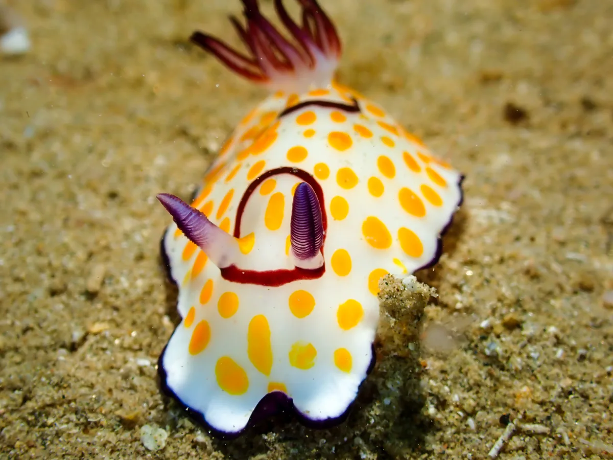 Ringed Chromodoris