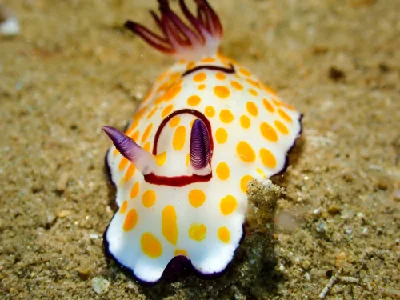 Ringed Chromodoris