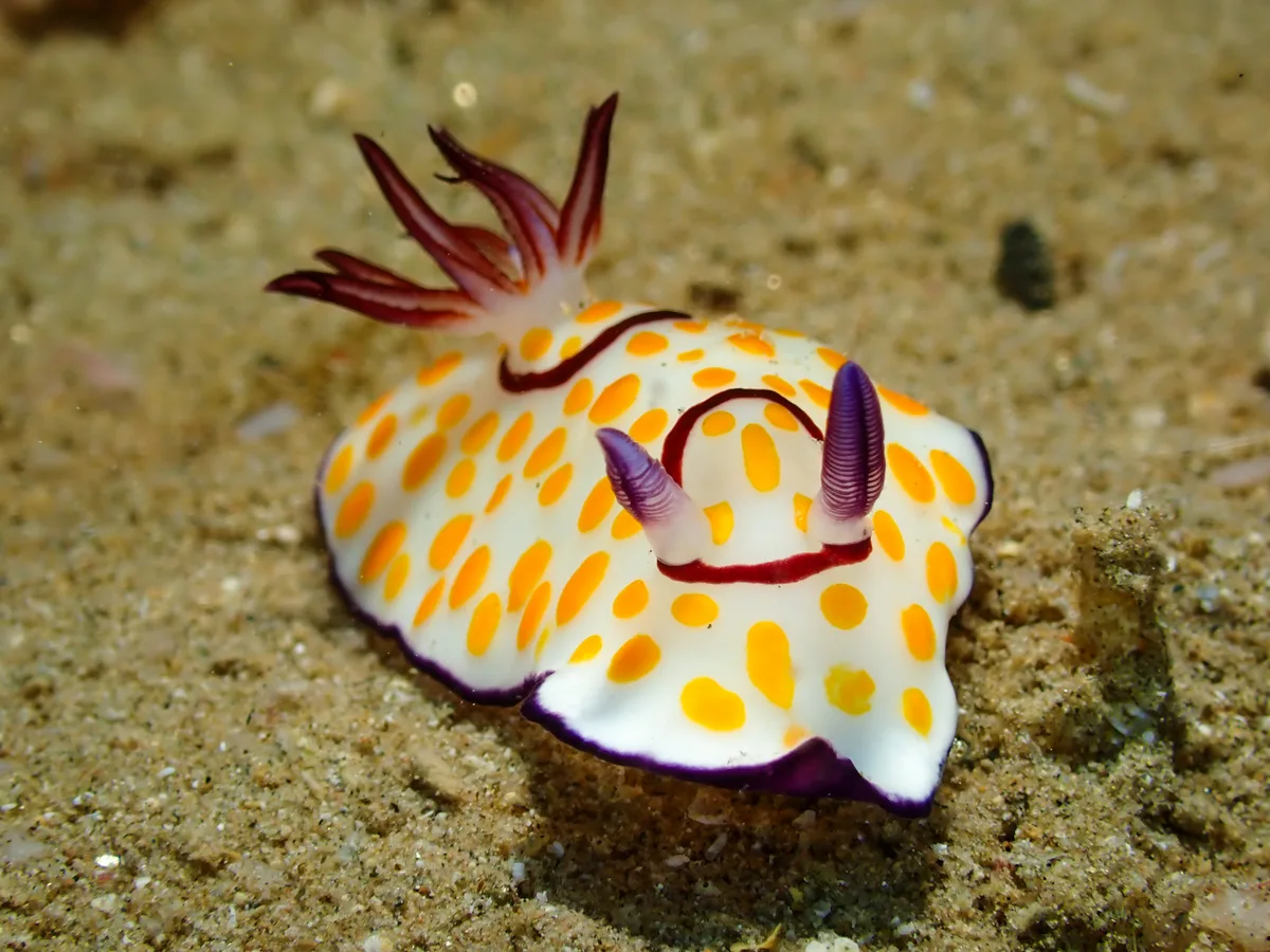 Ringed Chromodoris