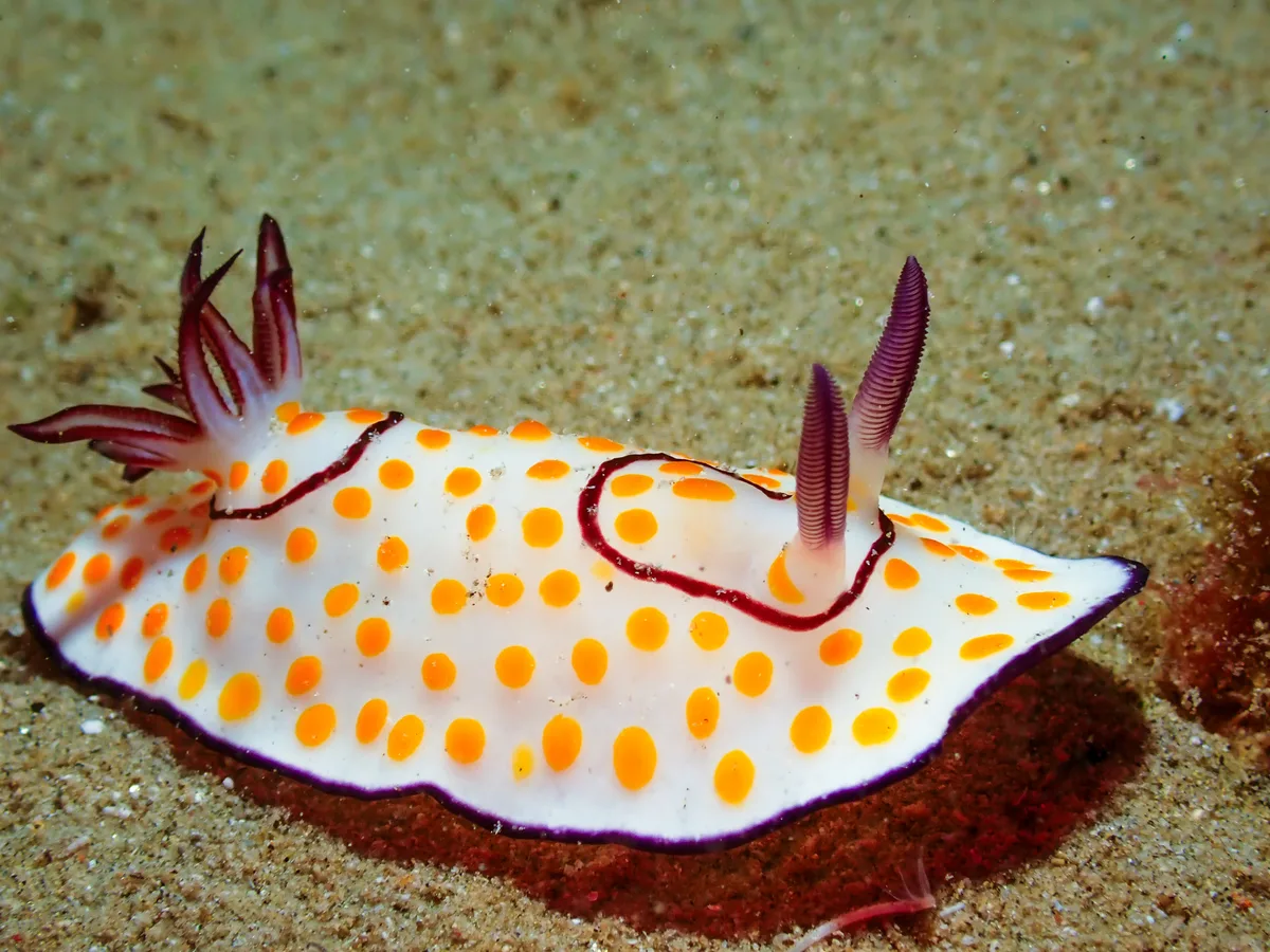 Ringed Chromodoris