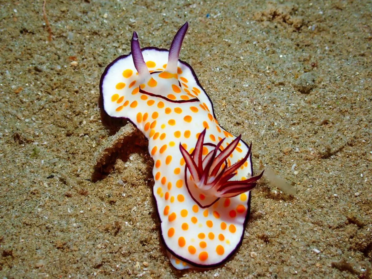 Ringed Chromodoris